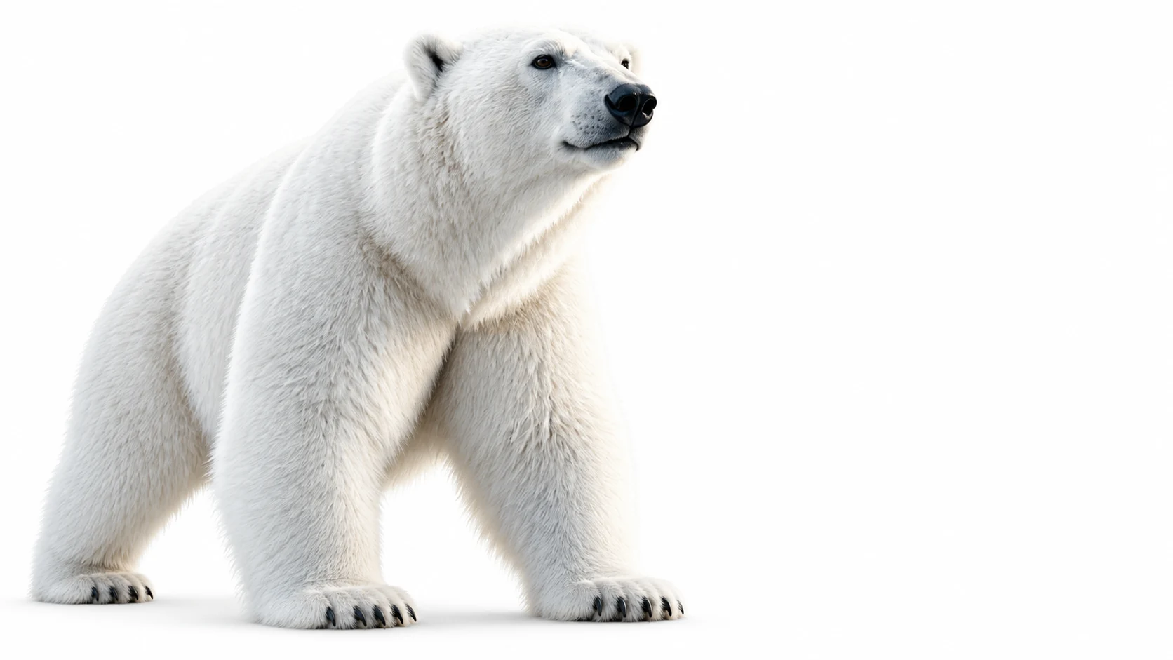 Niedźwiedź polarny na białym tle — REFCONTROL